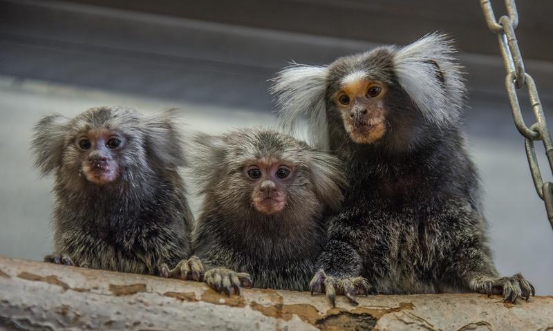Common marmosets at the animal husbandry of the German Primate Center. 