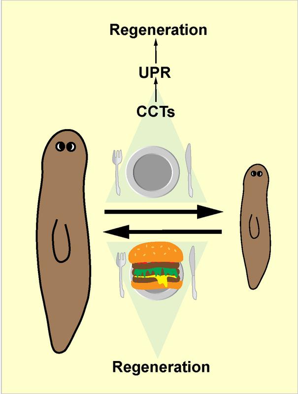 Planarians shrink during starvation and grow back when they are fed. Whereas regeneration in starved planarians depends on TRiC/CCT subunits modulating the unfolded protein response, this is not the case in fed planarians.