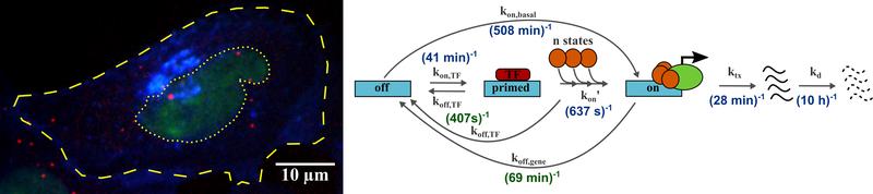 Mehrfarben-Fluoreszenzbild einer Zelle (links), Schemazeichnung des neuen Transkriptionsmodells (rechts)