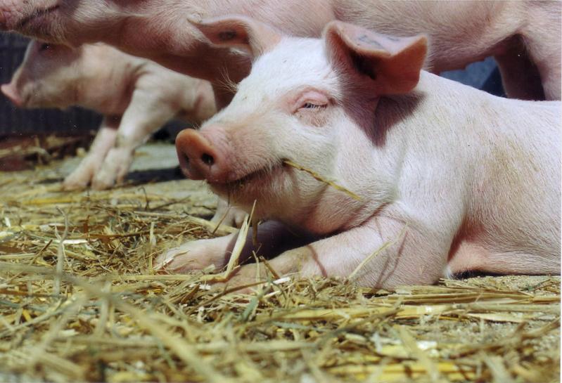 Bei den Tierversuchen am FBN geht es vor allem darum, das Wohlbefinden und die Gesundheit der Tiere zu verbessern.