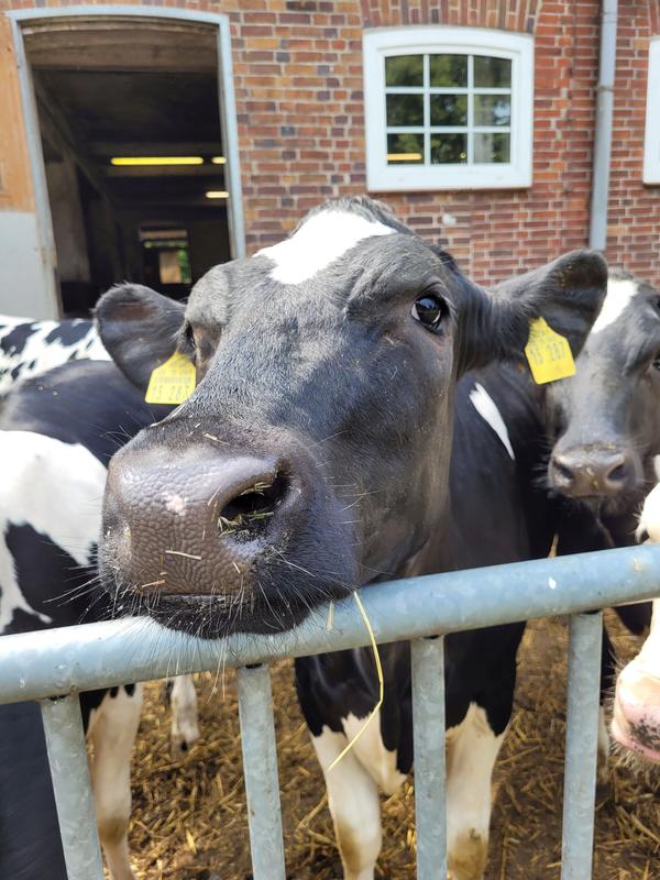 Bei den Tierversuchen am FBN geht es vor allem darum, das Wohlbefinden und die Gesundheit der Tiere zu verbessern.