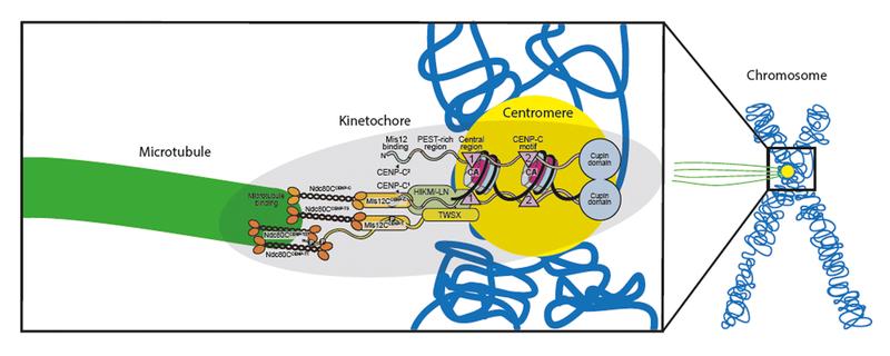 Schema des nachgebauten Kinetochors, das auf der einen Seite das Zentromer (gelb) des Chromosoms (blau) und auf der anderen Seite einen Mikrotubulus (grün) bindet.