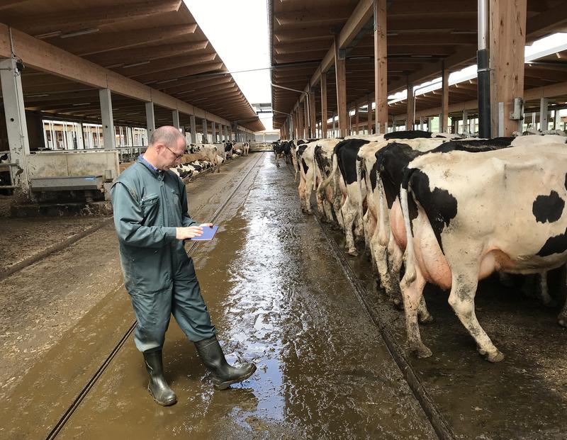 Beurteilung tierbezogener Indikatoren bei Milchkühen 