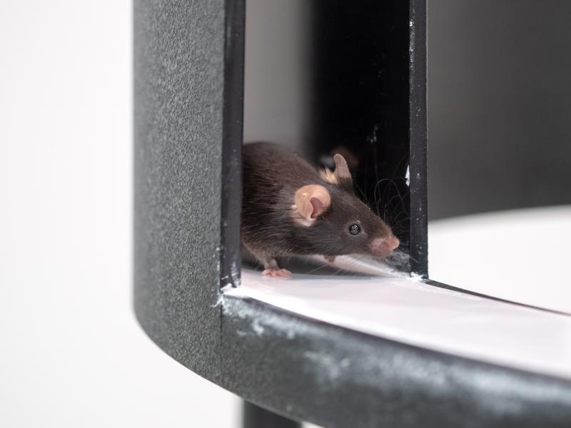 Traut sich die Maus heraus? Ängstlichkeit kann in diesem Verhaltenstest ein Anzeichen für eine Alzheimer-Demenz sein. 