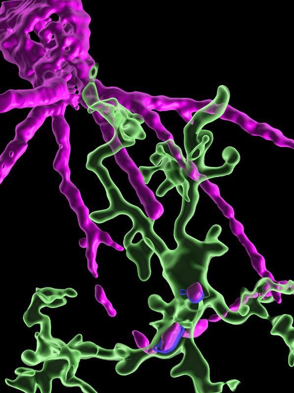 Mikroglia (grün) und das perineural Netz (magenta).