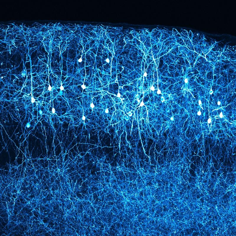 Schichtstruktur der Nervenzellen in der Hirnrinde 