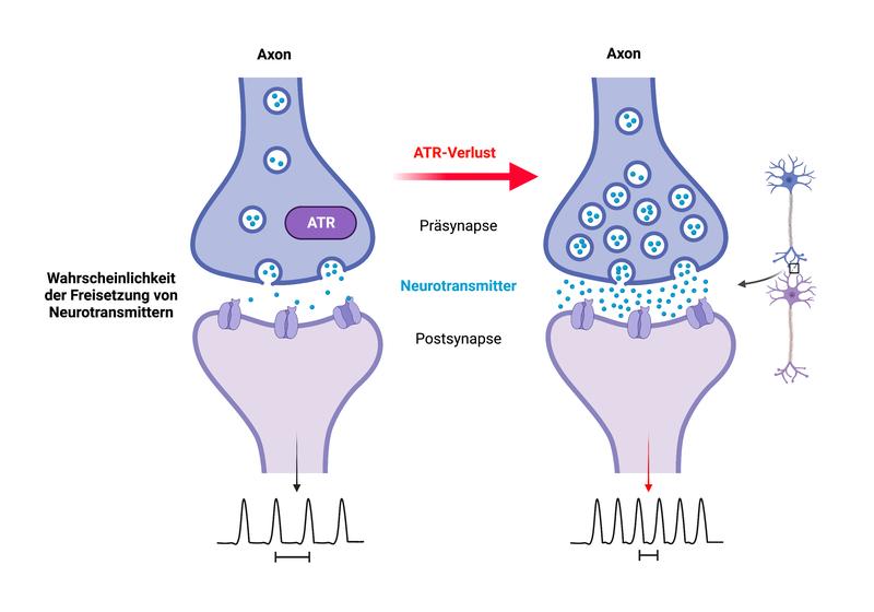 ATR befindet sich im präsynaptischen Kompartiment und steuert die neuronale Aktivität. Sein Verlust führt zu einer erhöhten Freisetzung von Neurotransmittern und zu gesteigerter Erregbarkeit, was zu epileptischen Anfällen führen kann.