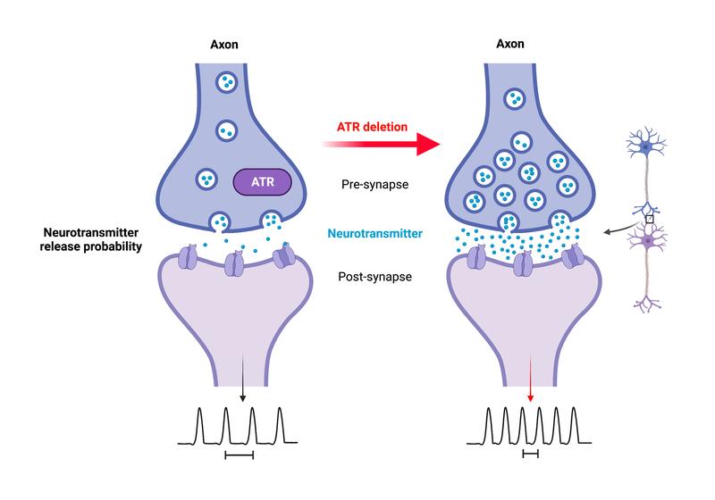 ATR is located in the presynaptic compartment and controls neuronal activity. Its loss leads to increased neurotransmitter release and excitability. ATR maintains neuronal activity and prevents epileptic attack.