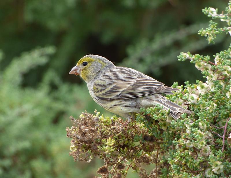 Ein Kanarengirlitz (Serinus canaria), ein körnerfressender Singvogel.