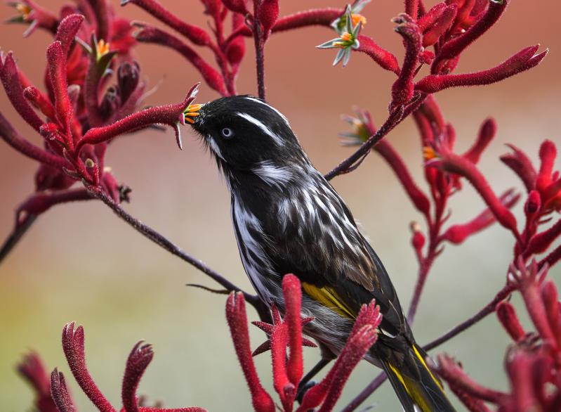 Ein Weißaugen-Honigfresser (Phylidonyris novaehollandiae), ein auf Nektar spezialisierter australischer Singvogel