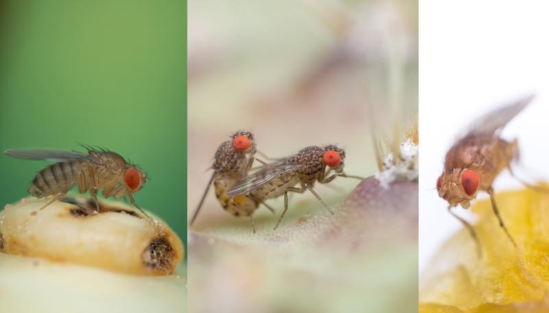 Different Drosophila species on a variety of substrates.