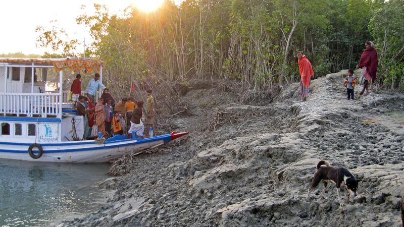 In den Mangroven der Sundarbans 