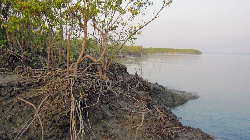 In the mangroves of the Sundarbans 