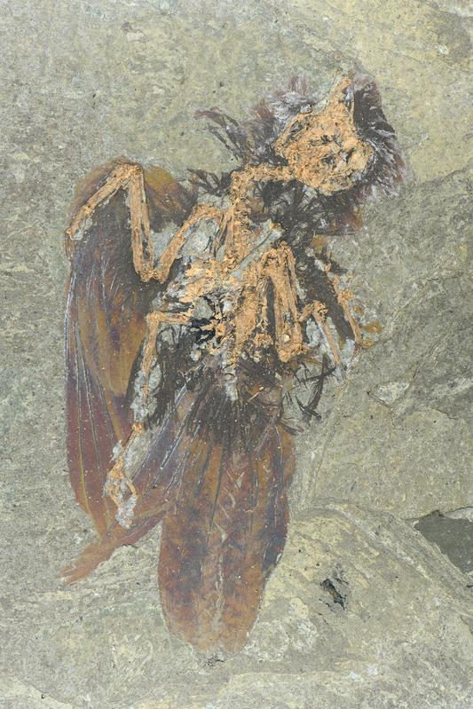 Neuer Fund im UNESCO Weltnaturerbe Grube Messel: Ein Fossil einer bislang unbekannten Vogelart. 