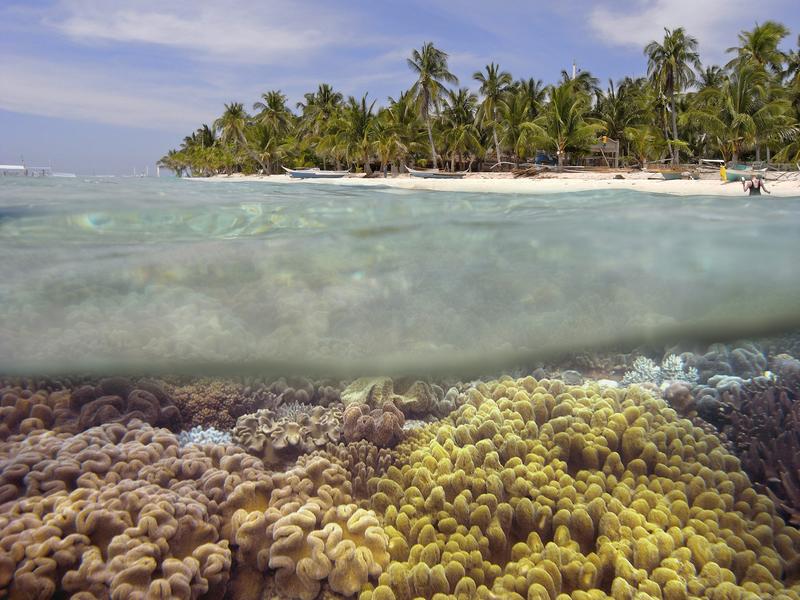 Eine faszinierende Unterwasserwelt, die nicht mehr selbstverständlich ist. Denn die Existenz der Korallenriffe ist weltweit bedroht. Das Bild zeigt ein Riff auf den Philippinen.
