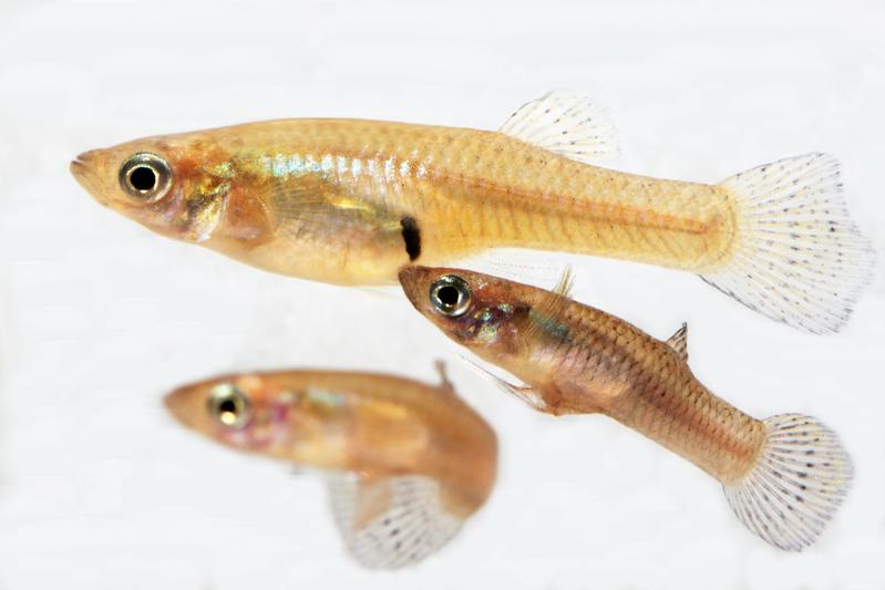 Ein Moskitofischmännchen (Gambusia holbrooki) versucht das größere Weibchen zu besamen. Foto: Andrew Kahn