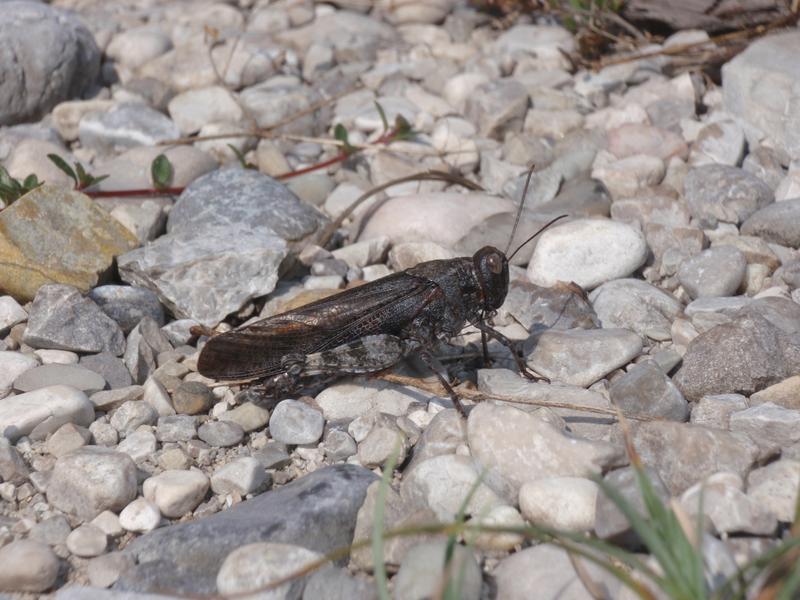 Die Gefleckte Schnarrschrecke gehört zu Deutschlands seltensten Insektenarten, kam aber früher auch in der Lüneburger Heide und auf dem Gebiet von Hamburg vor.