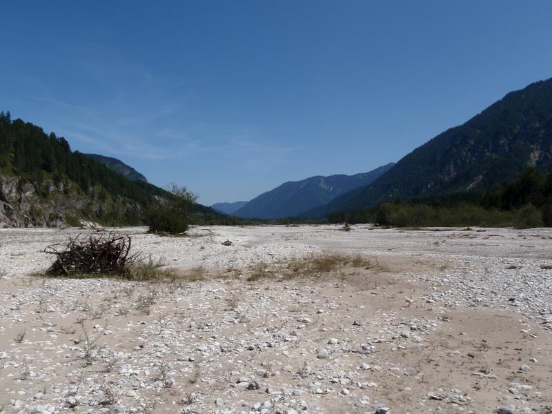 Die Kiesbänke an oberer Isar und oberem Lech sind die letzten Lebensräume der Gefleckten Schnarrschrecke. Auch diese Standorte verbuschen jedoch an vielen Stellen zunehmend und werden dadurch als Lebensräume für die Art unbrauchbar.