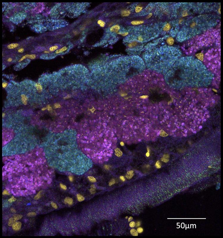 Diese Aufnahme aus dem Fluoreszenzmikroskop zeigt, dass die Kiemen der Mondmuscheln voll mit Symbionten (grün und magenta gefärbt) sind (Zellkerne der Muscheln in gold). Die Mondmuscheln beherbergen sie in spezialisierten Zellen, den Bakteriozyten.