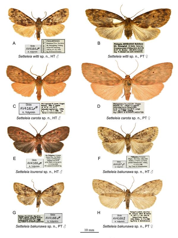 Die vier Arten (jeweils männlich und weiblich) der Gattung Setteleia