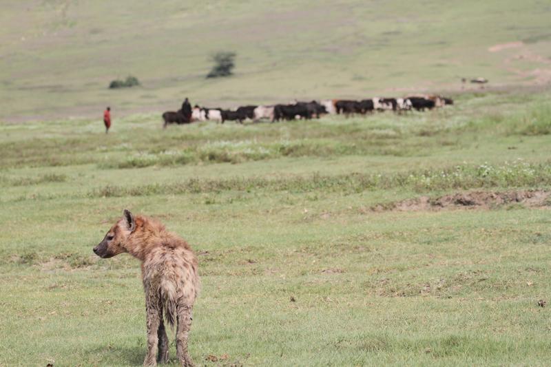 Tüpfelhyäne und Massai-Hirte im Ngorongoro-Krater in Tansania