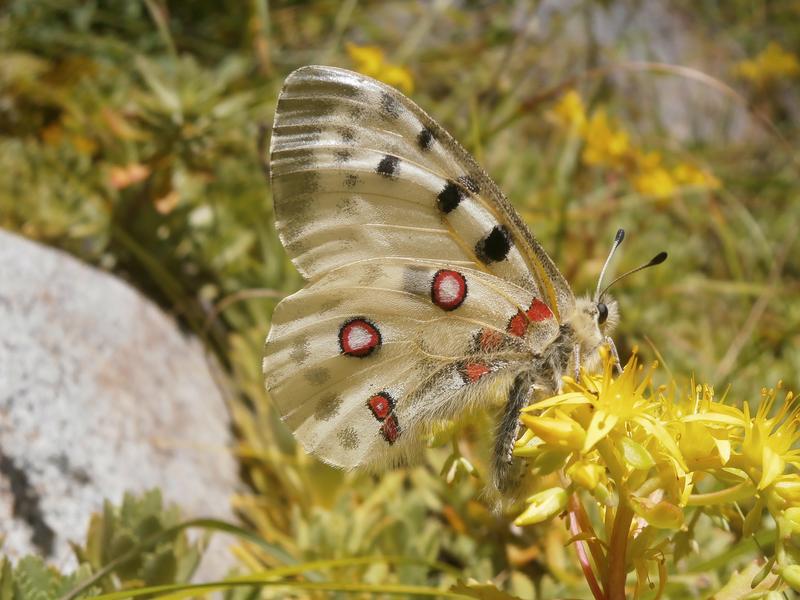 Der Rote Apollo (Parnassius apollo) ist vom Klimawandel betroffen und verschiebt seine Verbreitung aktuell in höhere Lagen. 