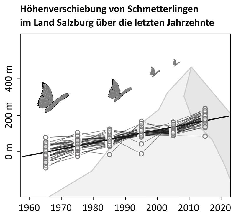 Im Schnitt wurde eine Verschiebung der Verbreitung von Gebirgs-Tagfaltern um etwa 300 Meter bergaufwärts innerhalb von nur 60 Jahren beobachtet.