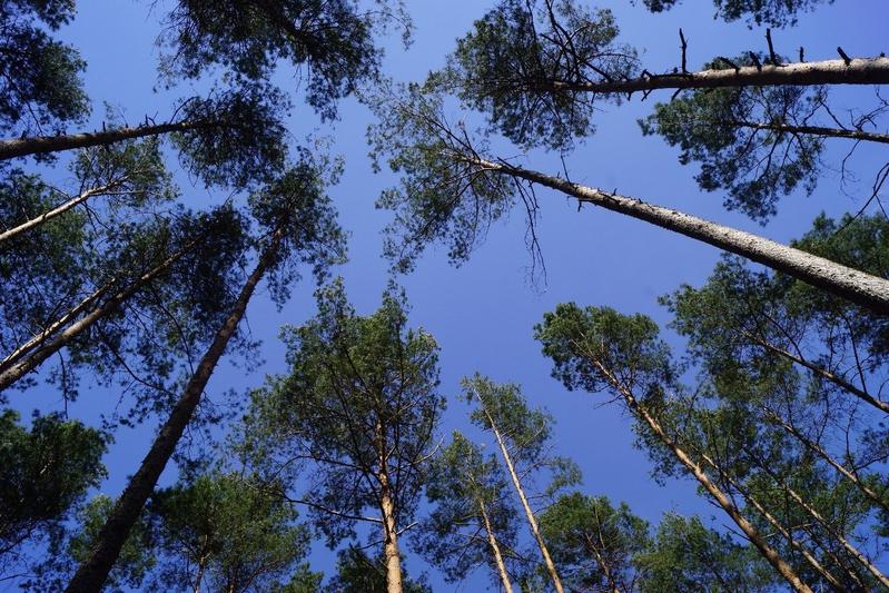 Pine plantation with an open canopy in Brandenburg, Germany.