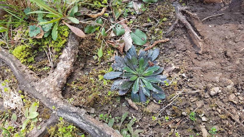 The genetic material of the thale cress comprises around 125 million base pairs. A team from the University of Würzburg has now taken a closer look at three million of them.