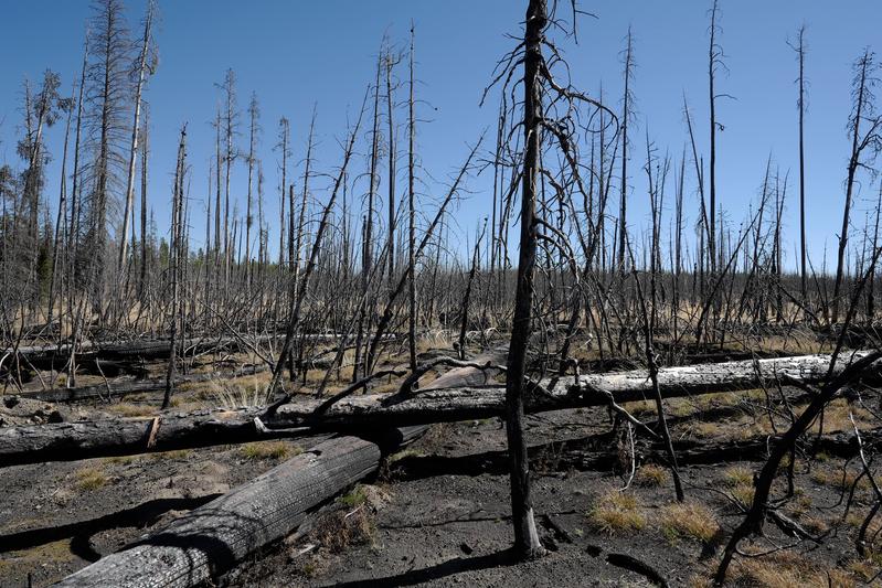 Wie zunehmende Waldbrände langfristig die Landschaft gravierend verändern, wird mittels KI untersucht. 