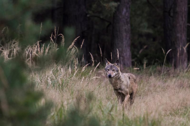 Seit 2000 gibt es in Deutschland wieder wildlebende Wölfe.