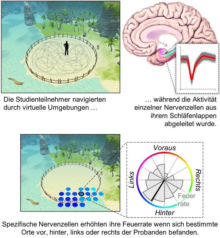 Nervenzellen des Gehirns waren im Experiment unterschiedlich aktiv, wenn bestimmte Orte vor, neben oder hinter den Proband*innen waren.