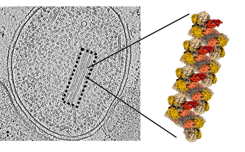 Links: Querschnitt durch ein Anammox-Bakterium im Elektronenmikroskop. Einige NXR-Stränge sind mit einem gestrichelten Rechteck markiert. Rechts: detaillierte Struktur eines NXR-Stranges. 