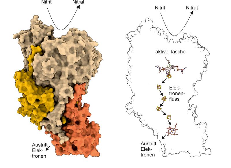 Links: Ein NXR-Molekül. Rechts: Blick in das Innere von NXR. In der aktiven Tasche wird Nitrit in Nitrat umgewandelt; die dabei entstehenden Elektronen wandern entlang eine Art Stromleitung zur anderen Seite des NXR-Moleküls.