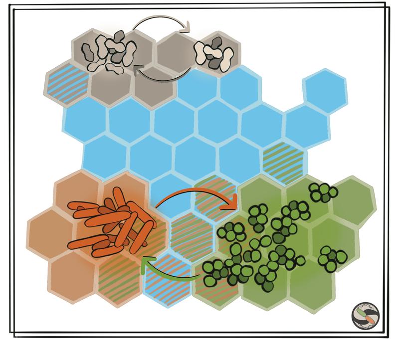 Bakterien können sich durch Teamwork neue Nahrungsquellen erschließen. Unten ist der Effekt der Interaktion entfernt verwandter Arten dargestellt, der zu einer größeren Ausbreitung führt als oben bei ähnlichen Arten. 