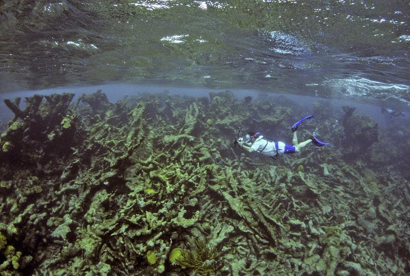 Die Geweihkorallen dieser massiven Riffwand sind vollständig abgestorben. Der Niedergang dieses tropischen Korallenriffes begann schon in den 1970er Jahren. 