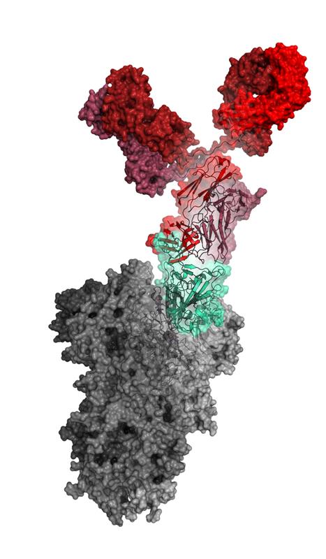 Structure of COR-101 (red) binding to the receptor binding domain (green) of the spike protein of SARS-CoV-2 (grey).