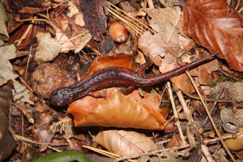 ein Individuum der kleinen Population von Höhlensalamandern im Weserbergland/Solling, Niedersachsen. Die Tiere wurden jetzt sowohl durch genetischen Nachweis als auch aufgrund des äußeren Erscheinungsbilds als Speleomantes italicus bestimmt. 