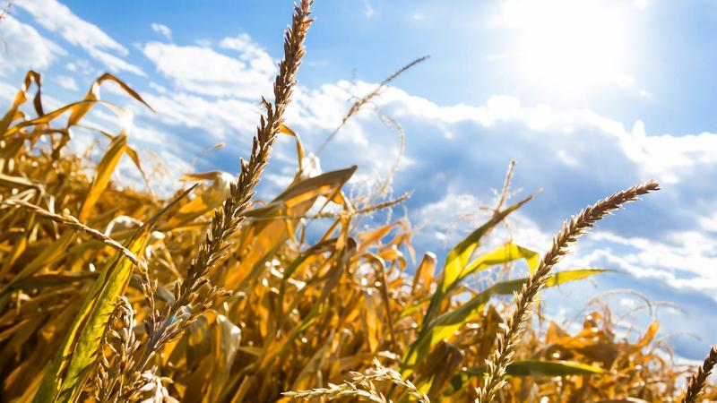 Das Projekt MACSUR Sci Pol gibt wissenschaftlich begründete Antworten auf Fragen der Politik zum Umgang mit dem Klimawandel und Klimaschutz im Agrar- und Ernährungssektor.