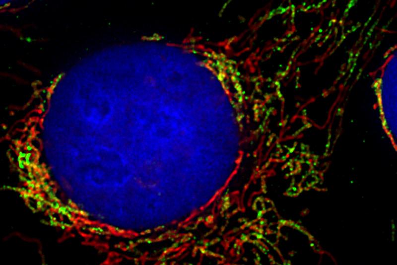  Das Netzwerk der Mitochondrien zieht sich schnurartig durch die gesamte menschliche Zelle (in grün und rot mit Fluoreszenzproteinen markiert). Der Zellkern ist blau angefärbt.