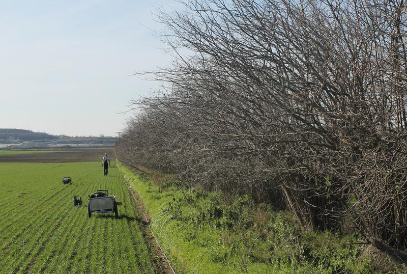 Investigation of a hazelnut hedgerow near Nienburg, Saxony-Anhalt 