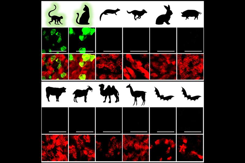 Mit SARS-CoV-2 infizierte Atemwegs-Epithelzell (AEC)-Kulturen von diversen Säugetieren. Nur die AEC-Kulturen von Rhesusaffen und Katzen weisen SARS-CoV-2 infizierte Zellen auf (grün).