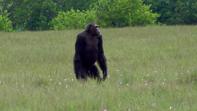Ein Forschungsteam der Universität Osnabrück und des Max-Planck-Instituts für evolutionäre Anthropologie aus Leipzig hat erstmals tödliche Angriffe von Schimpansen auf Gorillas in freier Wildbahn beobachtet.