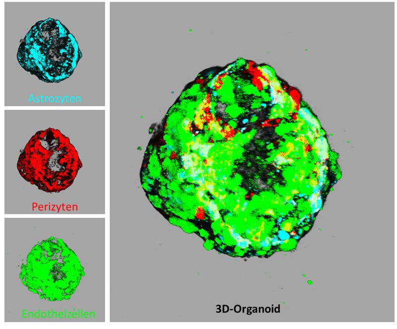 Konfokale Laserscanning-Mikroskopie Aufnahmen von 3D-Organoiden nach 120 h Kultivierungszeit. Der Kern von Organoiden besteht aus Astrozyten, die von Perizyten und einer äußeren Schicht aus Endothelzellen bedeckt sind. Das Überlagerungsbild aller 