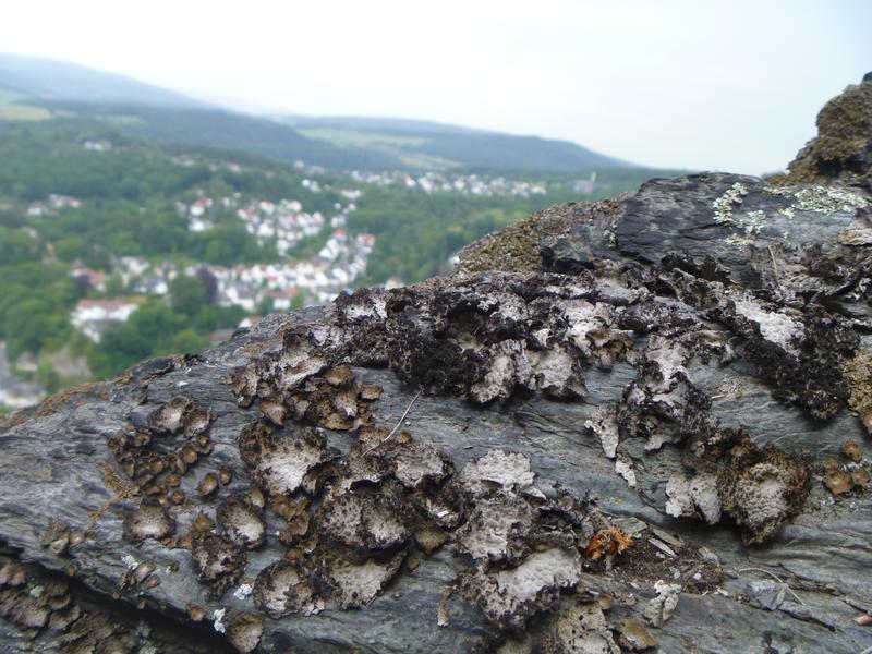 Unterschiedliche Naturstoffe, die Flechten – im Bild die Flechtenart Umbilicaria pustulata – selber produzieren, ermöglichen ihnen eine Anpassung an mitunter harsche Klimabedingungen. Darunter sind beispielsweise Stoffe, die als Frostschutzmittel dienen. 