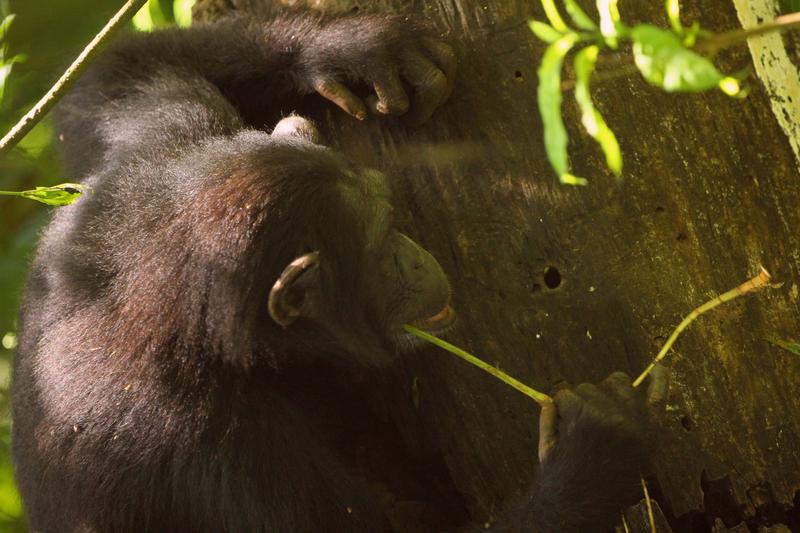 Chimpanzees use various tools, but sharp stone tools are not among them. 