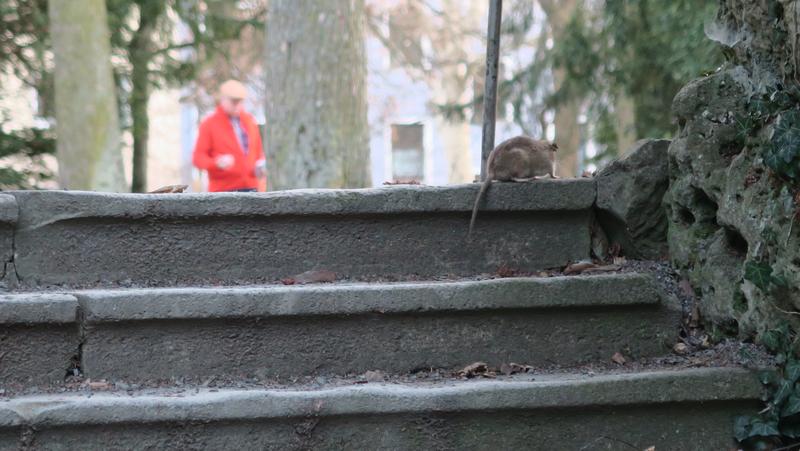 Eine Ratte zeigt sich auf einem Spazierweg im Würzburger Ringpark.