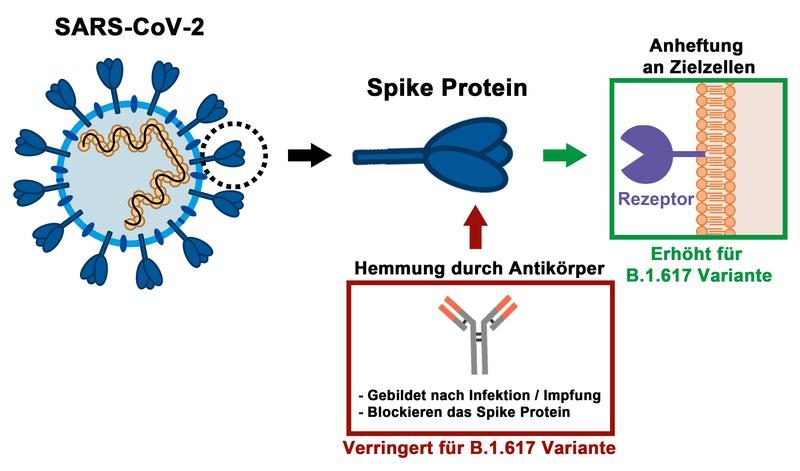 Das Spike Protein auf der Oberfläche von SARS-CoV-2 Virionen ist für den Eintritt in Zielzellen verantwortlich. Darüberhinaus stellt es das Hauptziel von neutralisierenden Antikörpern dar, welche nach Infektion oder Impfung gebildet werden.