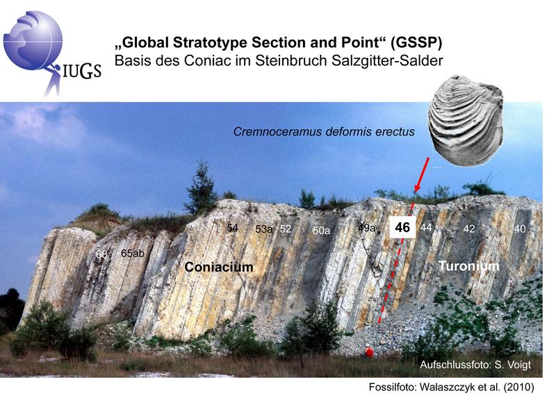 GSSP in Salzgitter-Salder: Die Schicht 46 markiert den Übergang der Kreidezeitalter Turon und Coniac. Foto und Montage: Silke Voigt, Goethe University Frankfurt. Fossil: Walaszczyk et al. (2010)