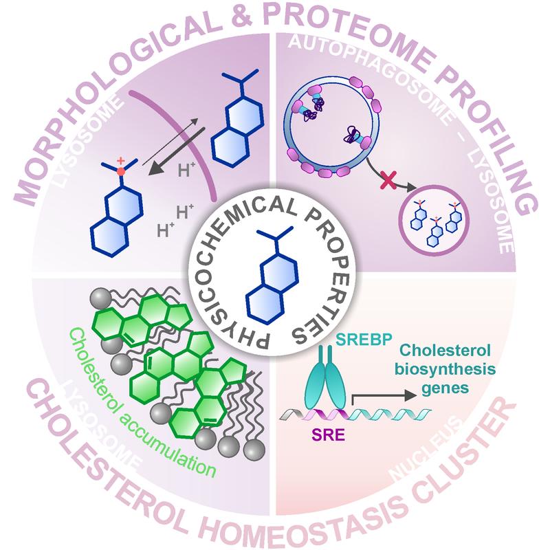 Applying the Morphological & Proteome Profiling, a group of already characterized substances was identified, that modulate the cholesterol homeostasis. 